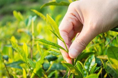 下沉市場中的黑馬 探訪茶巢奶茶，一杯茶的突圍之路
